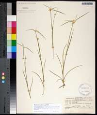 Rhynchospora colorata image