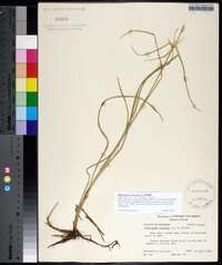 Rhynchospora colorata image