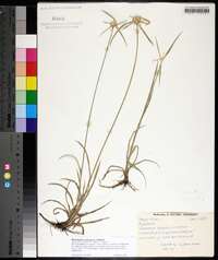 Rhynchospora colorata image