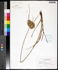 Cyperus surinamensis image