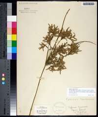 Cyperus squarrosus image