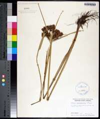 Cyperus pseudovegetus image