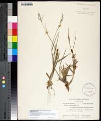 Dichanthelium aciculare subsp. angustifolium image