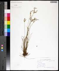 Juncus secundus image