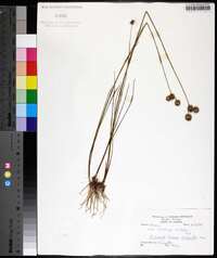 Juncus scirpoides image