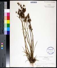 Juncus scirpoides image