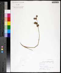 Juncus scirpoides image