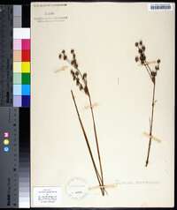 Juncus scirpoides image