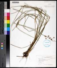 Juncus megacephalus image