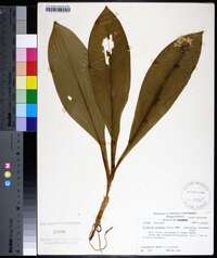 Clintonia borealis image