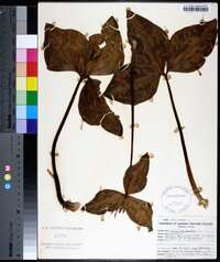 Trillium sessile image