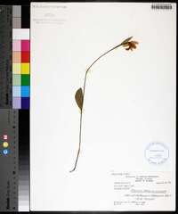 Pogonia ophioglossoides image