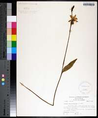 Pogonia ophioglossoides image