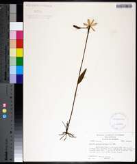 Pogonia ophioglossoides image