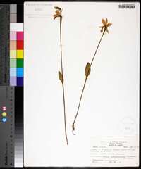 Pogonia ophioglossoides image