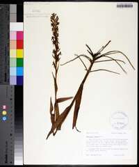 Habenaria repens image