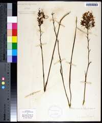 Habenaria repens image