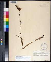 Platanthera nivea image