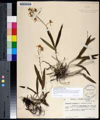 Epidendrum magnoliae image