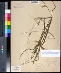 Saccharum alopecuroides image