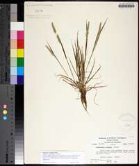 Eragrostis cumingii image