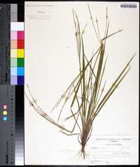 Digitaria villosa image