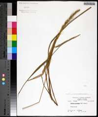 Setaria corrugata image