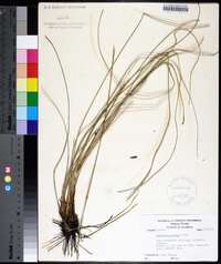 Spartina patens image