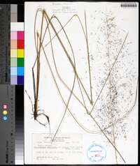 Muhlenbergia capillaris image