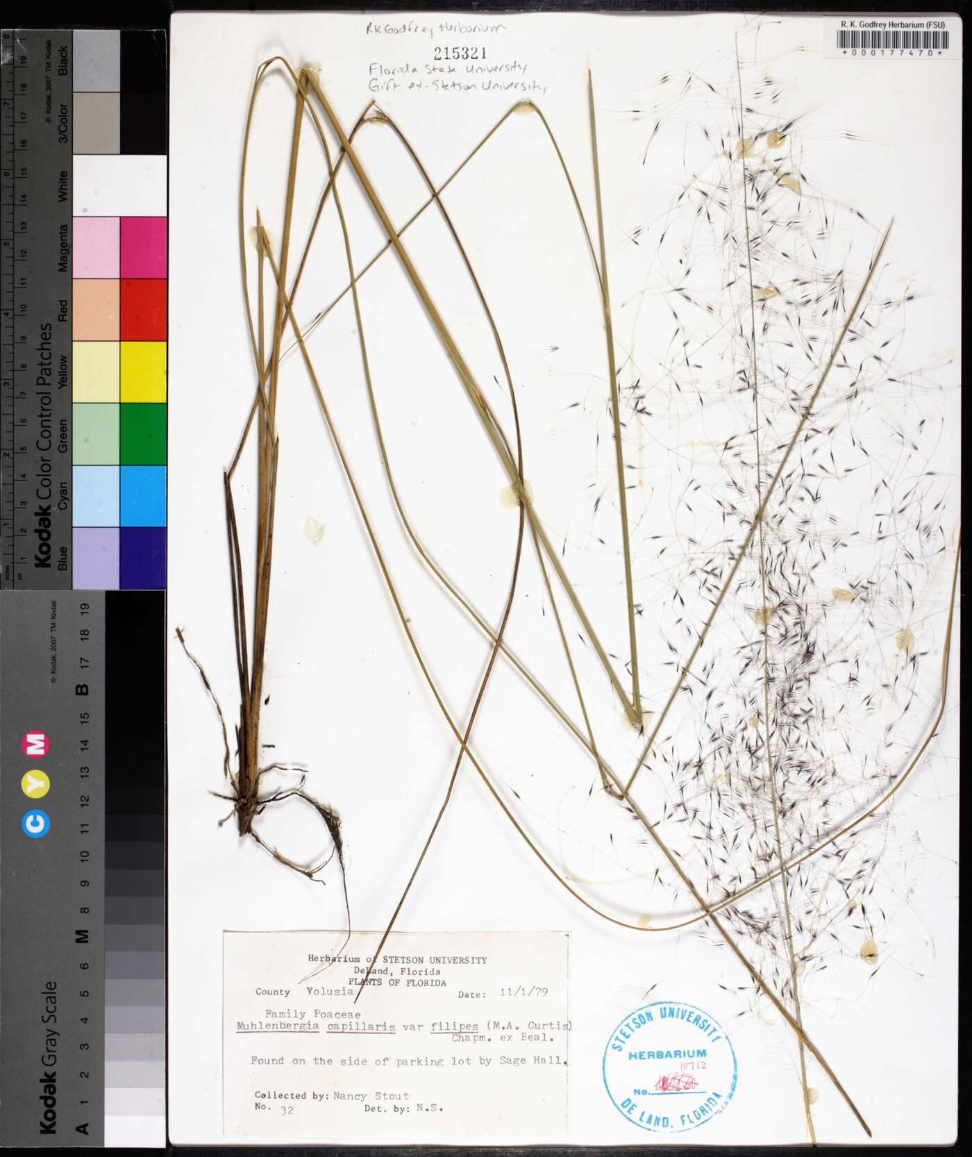 Muhlenbergia capillaris var. filipes image