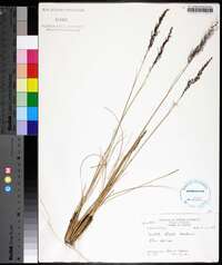 Aristida stricta image