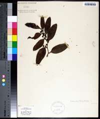 Smilax walteri image