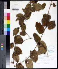 Smilax pumila image