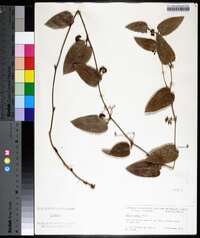 Smilax pumila image