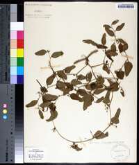 Smilax pseudo-china image