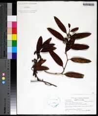 Smilax laurifolia image