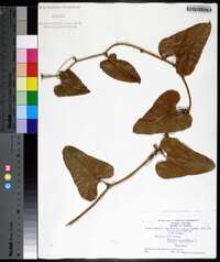 Smilax laurifolia image