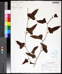 Smilax bona-nox image