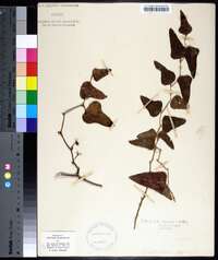 Smilax bona-nox image