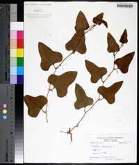 Smilax bona-nox image