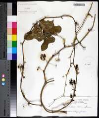 Smilax bona-nox image