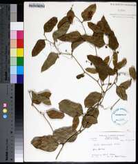 Smilax auriculata image