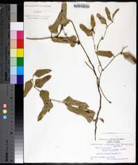 Smilax auriculata image