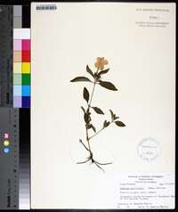 Ruellia parviflora image
