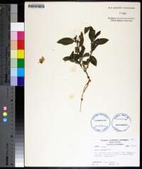 Ruellia caroliniensis image