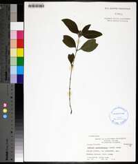 Ruellia caroliniensis image