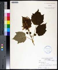 Acer spicatum image