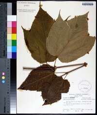 Acer pensylvanicum image