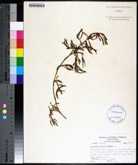 Sesuvium portulacastrum image