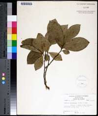 Asimina parviflora image